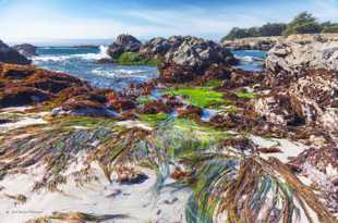 Low tide at Sea Ranch-5381 Low tide at Sea Ranch-5381